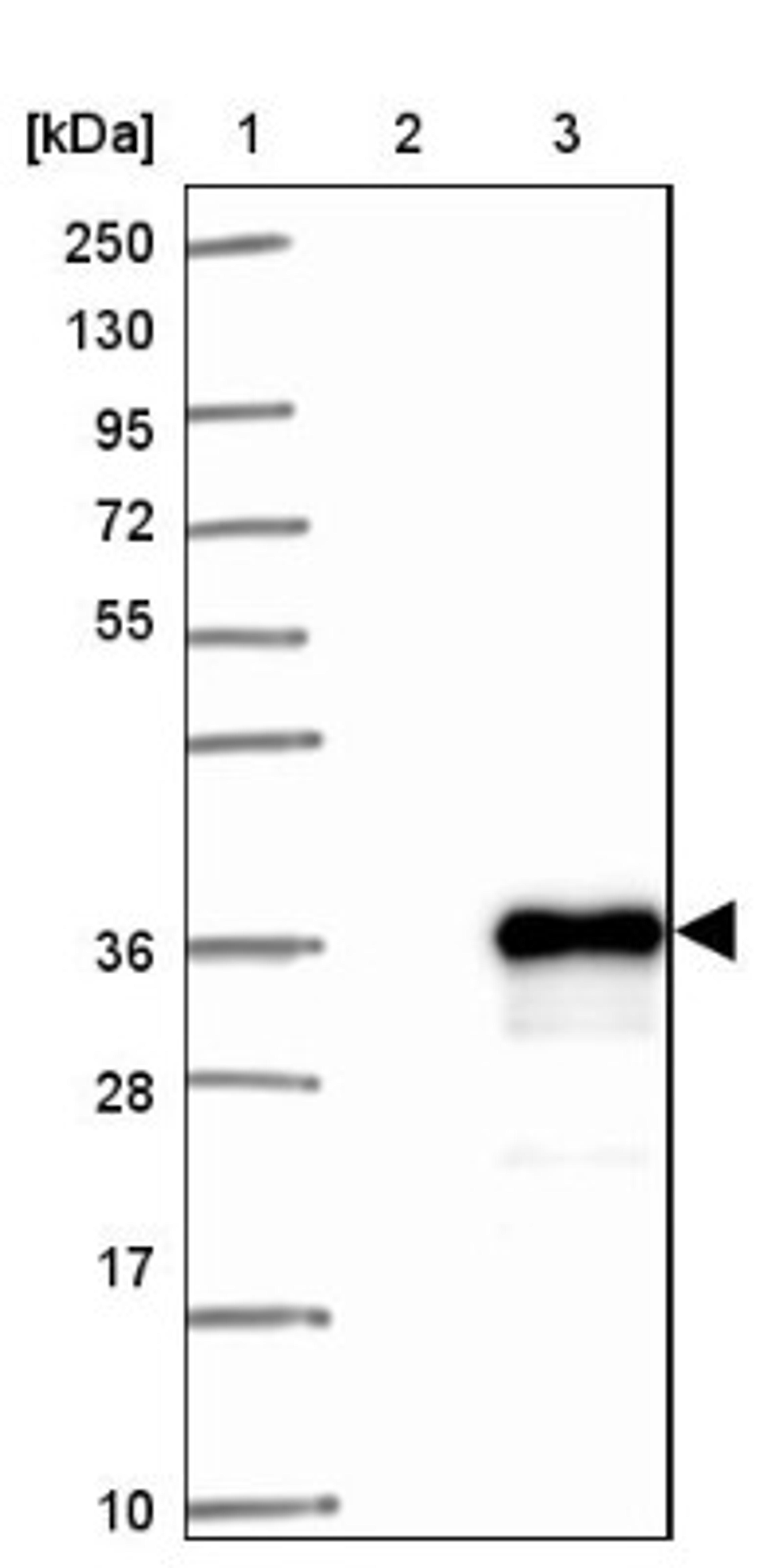 Western Blot: ECAT1 Antibody [NBP1-91737] - Lane 1: Marker [kDa] 250, 130, 95, 72, 55, 36, 28, 17, 10<br/>Lane 2: Negative control (vector only transfected HEK293T lysate)<br/>Lane 3: Over-expression lysate (Co-expressed with a C-terminal myc-DDK tag (~3.1 kDa) in mammalian HEK293T cells, LY400398)