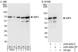 Detection of human and mouse IMP3 by western blot (h and m) and immunoprecipitation (h).