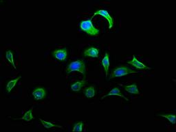 Immunofluorescence staining of A549 cells with CSB-PA007111LA01HU at 1:133, counter-stained with DAPI. The cells were fixed in 4% formaldehyde, permeabilized using 0.2% Triton X-100 and blocked in 10% normal Goat Serum. The cells were then incubated with the antibody overnight at 4°C. The secondary antibody was Alexa Fluor 488-congugated AffiniPure Goat Anti-Rabbit IgG(H+L).