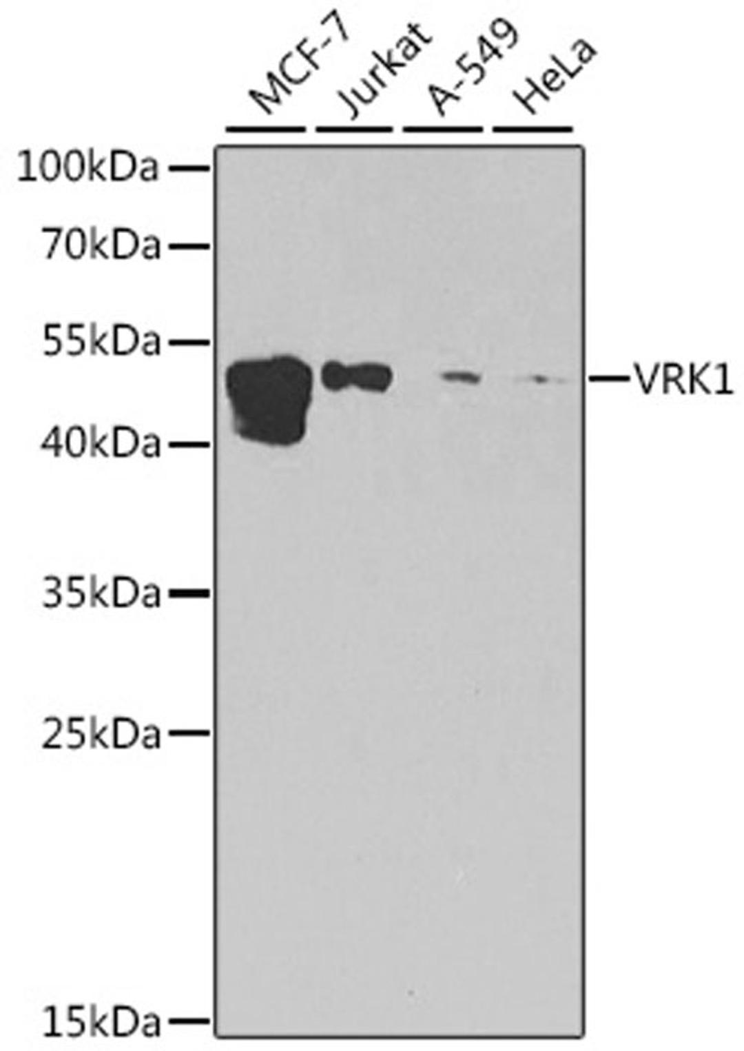 Western blot - VRK1 antibody (A7745)