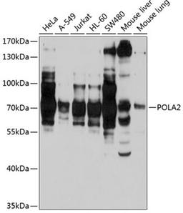 Western blot - POLA2 antibody (A3400)