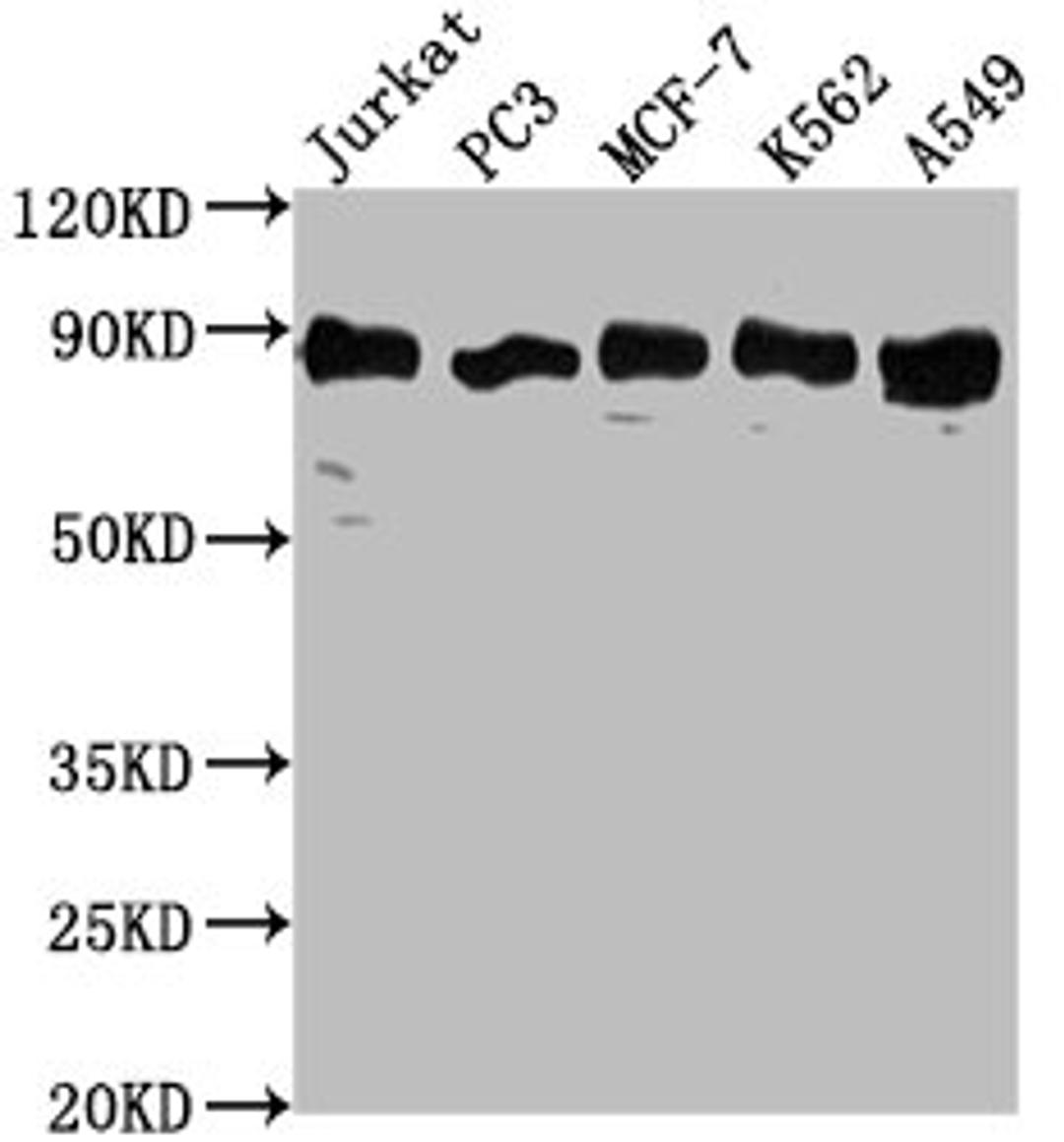 Western Blot. Positive WB detected in: Jurkat whole cell lysate, PC3 whole cell lysate, MCF-7 whole cell lysate, K562 whole cell lysate, A549 whole cell lysate. All lanes: BRAT1 antibody at 1:2000. Secondary. Goat polyclonal to rabbit IgG at 1/50000 dilution. Predicted band size: 89, 31, 32 kDa. Observed band size: 89 kDa.