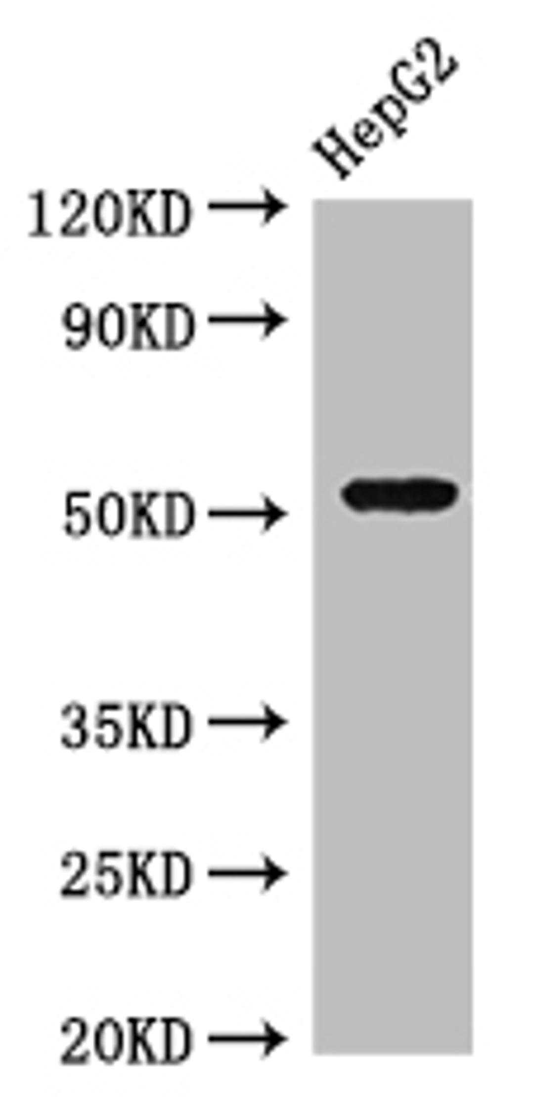 Western Blot. Positive WB detected in: HepG2 whole cell lysate. All lanes: GSK3A antibody at 3µg/ml. Secondary. Goat polyclonal to rabbit IgG at 1/50000 dilution. Predicted band size: 51 kDa. Observed band size: 51 kDa