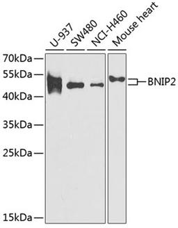 Western blot - BNIP2 antibody (A6282)