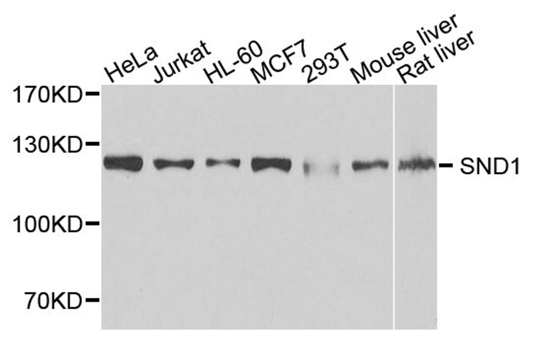 Western blot - SND1 antibody (A5874)