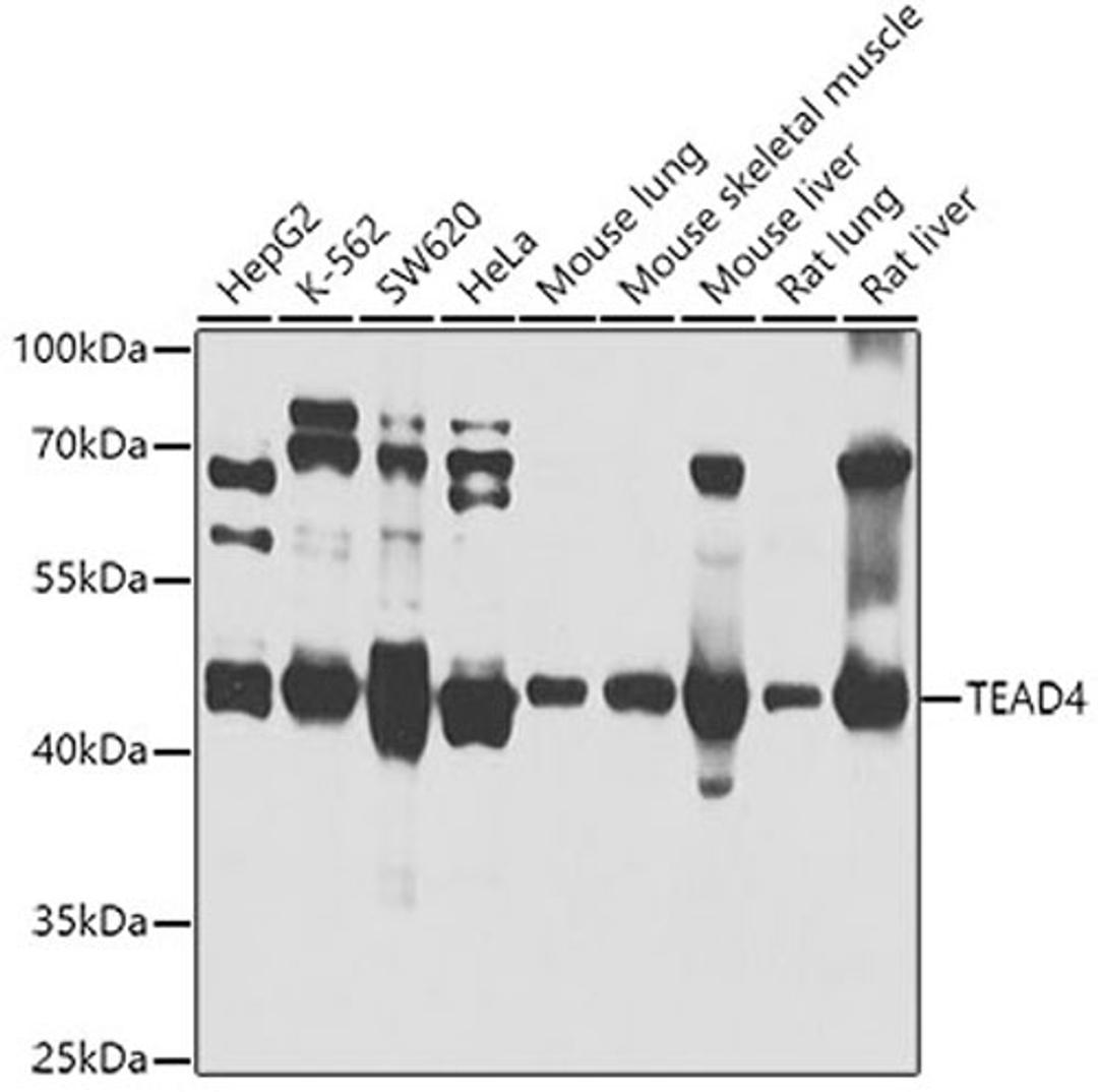 Western blot - TEAD4 antibody (A4151)