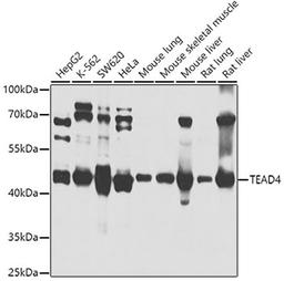 Western blot - TEAD4 antibody (A4151)