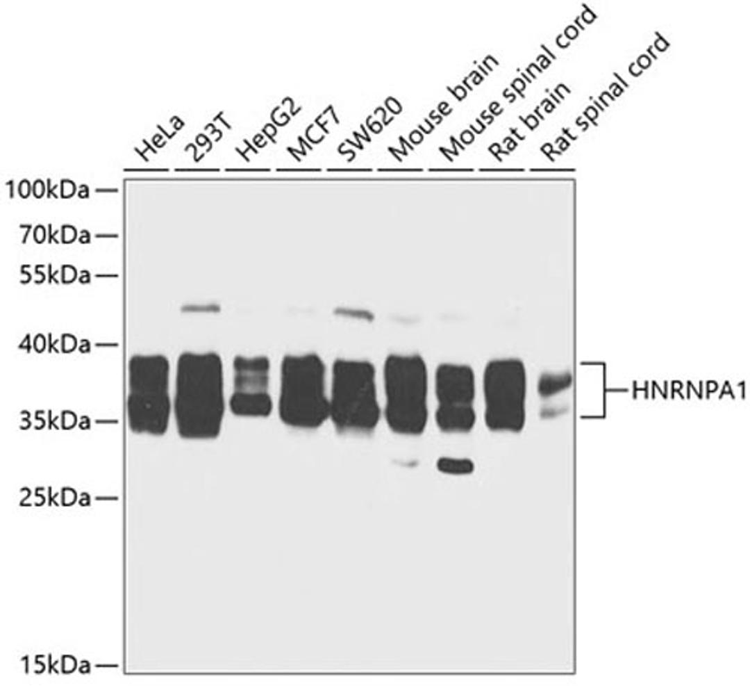 Western blot - HNRNPA1 antibody (A12446)