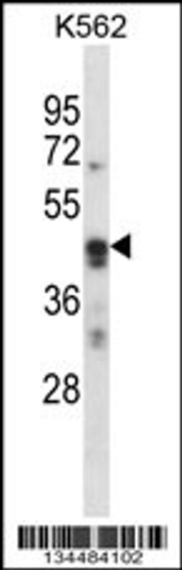 Western blot analysis in K562 cell line lysates (35ug/lane).