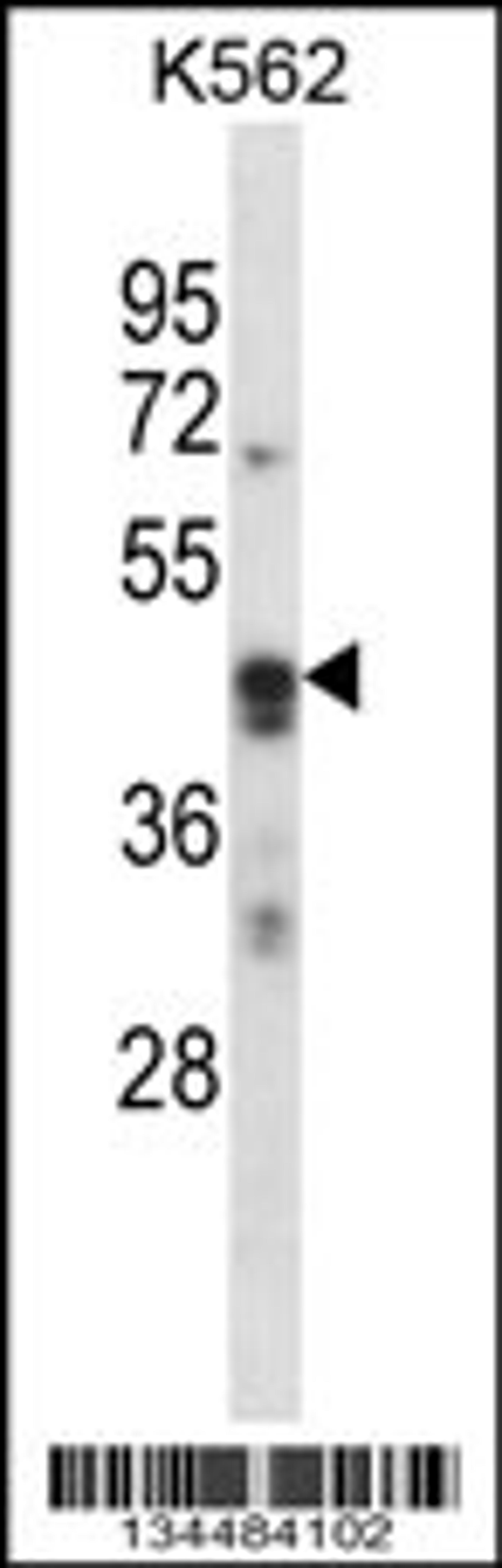 Western blot analysis in K562 cell line lysates (35ug/lane).