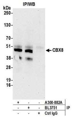 Detection of human CBX8 by western blot of immunoprecipitates.