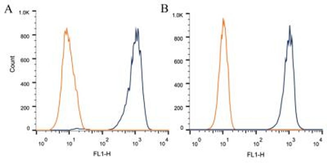 Flow Cytometry: FOXP1 Antibody (JC12) [NB100-65125] - Intracellular flow cytometric staining of 1 x 10^6 CHO (A) and HeLa (B) cells using FOXP1 antibody (dark blue). Isotype control shown in orange. An antibody concentration of 1 ug/1x10^6 cells was used.