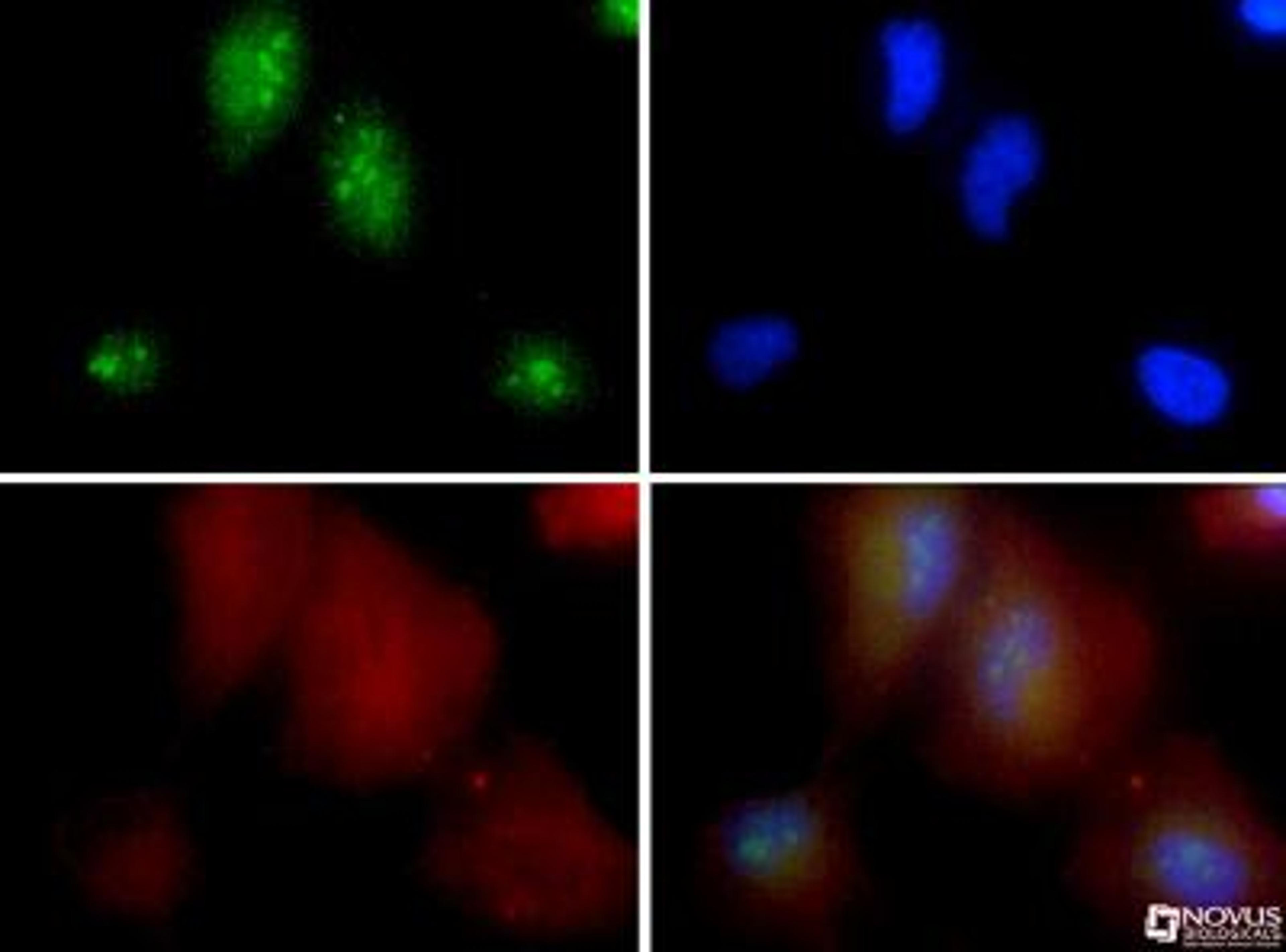 Immunocytochemistry/Immunofluorescence: Nucleophosmin Antibody [NB110-61646] - Nucleophosmin antibody was tested in HeLa cells with FITC (green). Nuclei and alpha-tubulin were counterstained with Dapi (blue) and Dylight 550 (red).