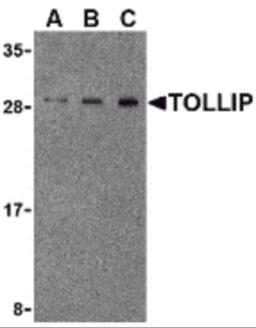 Western blot analysis of TOLLIP in rat brain cell lysate with TOLLIP antibody at (A) 0.5, (B) 1 and (C) 2&#956;g/mL.