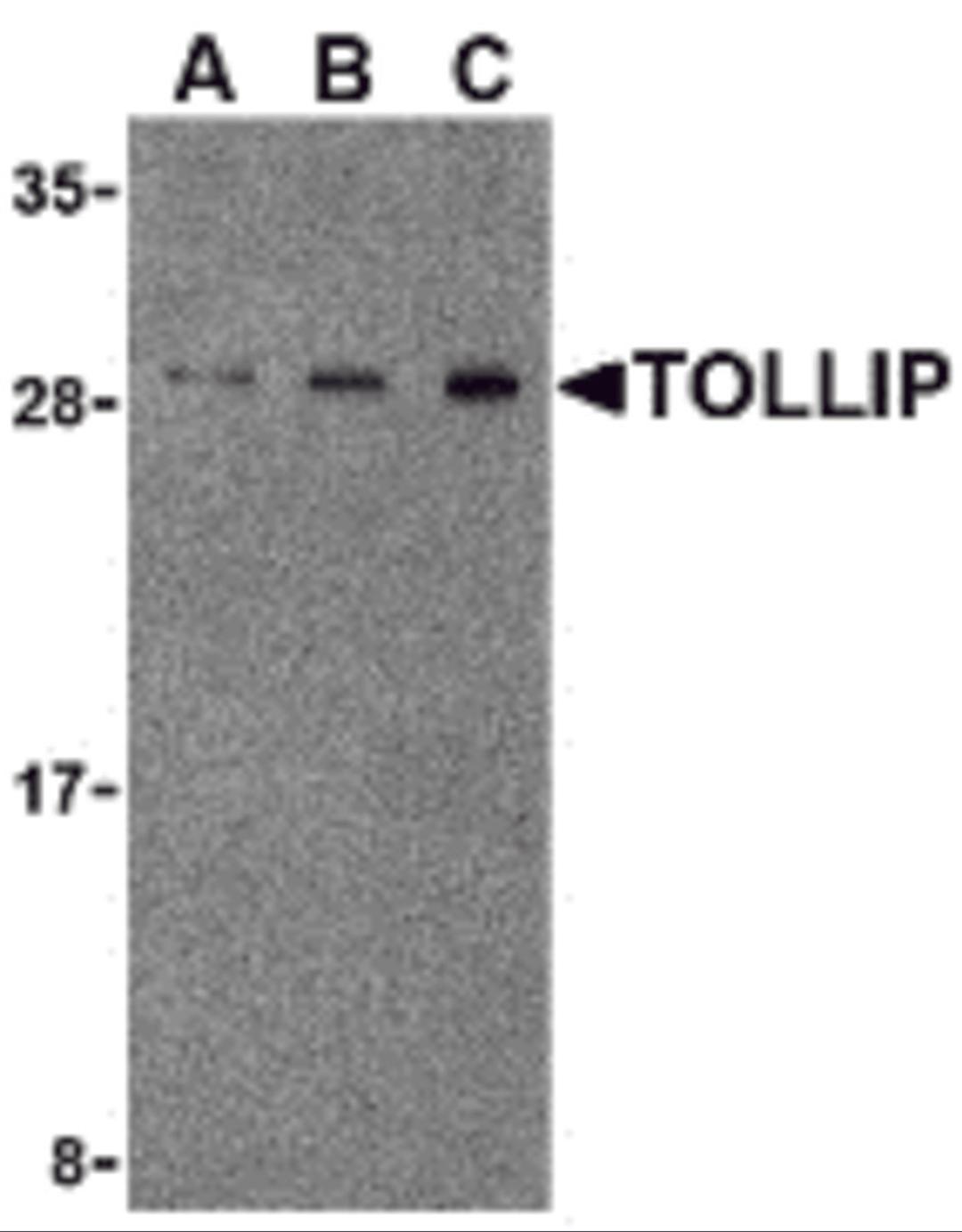 Western blot analysis of TOLLIP in rat brain cell lysate with TOLLIP antibody at (A) 0.5, (B) 1 and (C) 2μg/mL.
