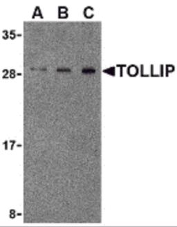 Western blot analysis of TOLLIP in rat brain cell lysate with TOLLIP antibody at (A) 0.5, (B) 1 and (C) 2μg/mL.