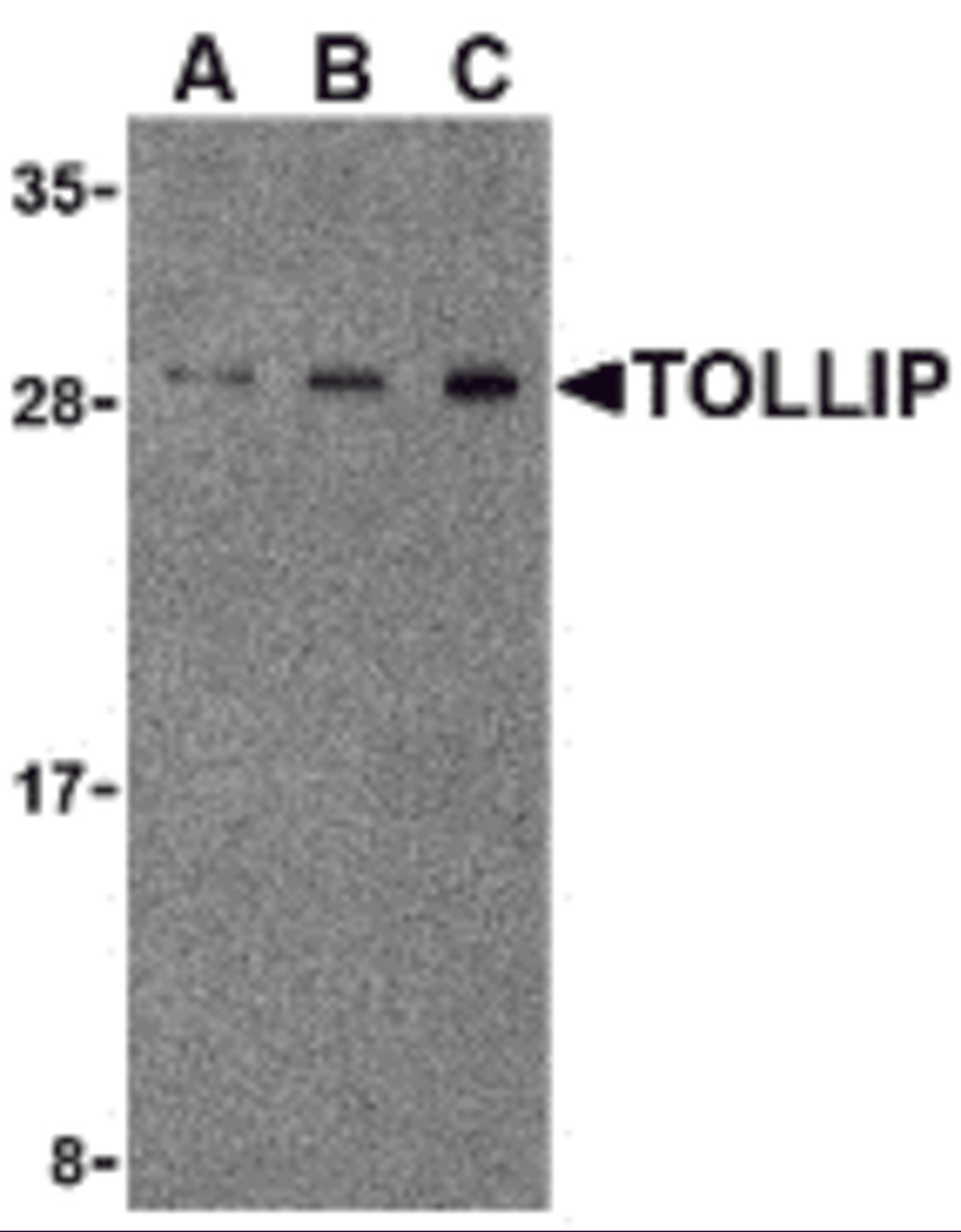 Western blot analysis of TOLLIP in rat brain cell lysate with TOLLIP antibody at (A) 0.5, (B) 1 and (C) 2μg/mL.