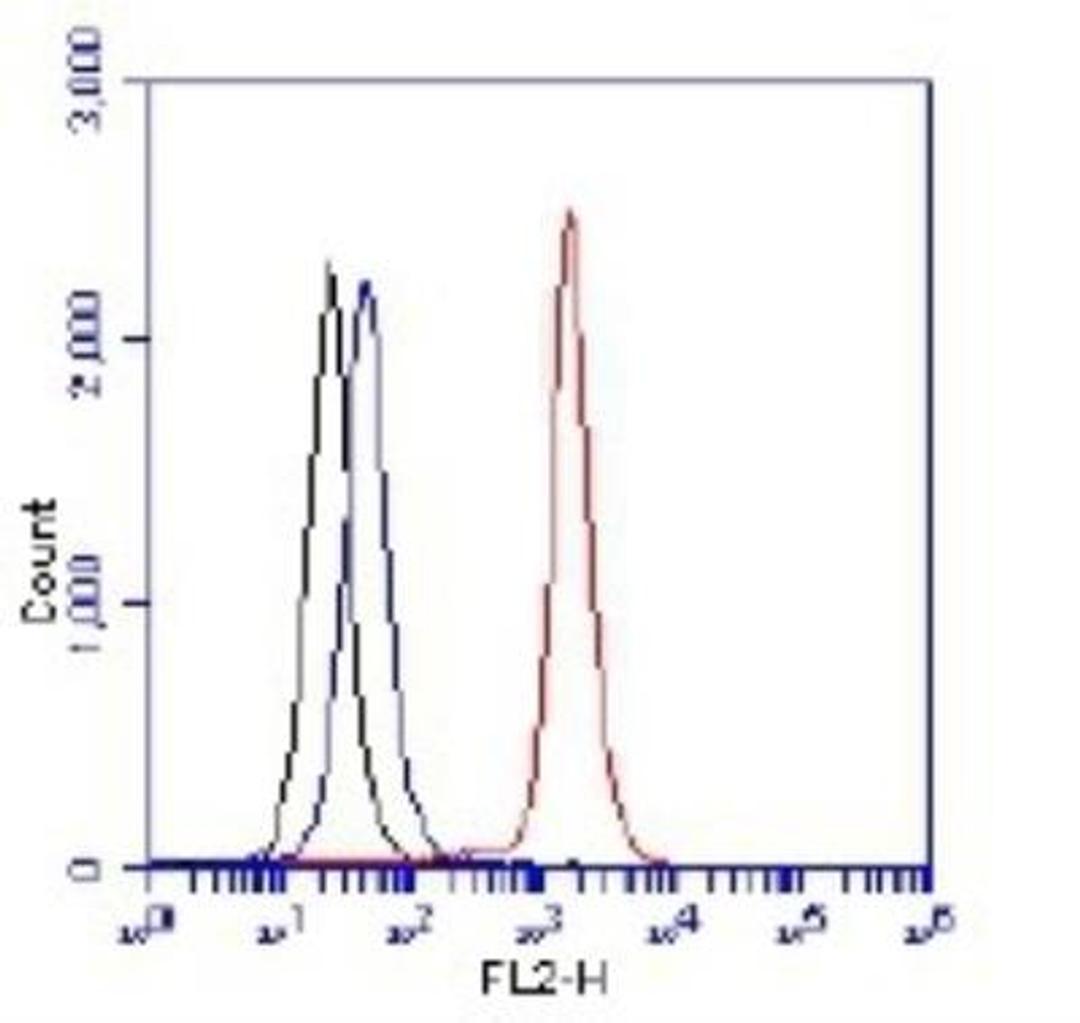 Flow Cytometry: Rictor Antibody [NB100-612] - Flow cytometric detection of Rictor protein. 1 million Jurkat cells were fixed, permeabilized, and stained with 4.0 ug/ml anti-Rictor NB100-612 in a 100 ul reaction. Unstained cells (black), isotype control (blue), anti-Rictor (red).