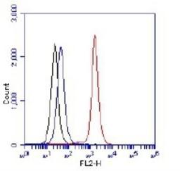 Flow Cytometry: Rictor Antibody [NB100-612] - Flow cytometric detection of Rictor protein. 1 million Jurkat cells were fixed, permeabilized, and stained with 4.0 ug/ml anti-Rictor NB100-612 in a 100 ul reaction. Unstained cells (black), isotype control (blue), anti-Rictor (red).