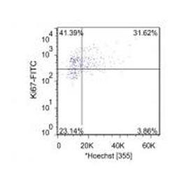 Flow Cytometry: Ki67 Antibody [NB110-89717] - Staining of mouse bone marrow cells using NB110-89717 at a dilution of 1:100. Photo courtesy of product review by verified customer.