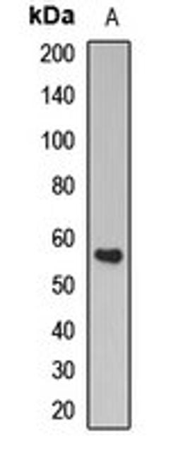 Western blot analysis of mouse kidney (Lane1) whole cell lysates using ZSCAN4C antibody