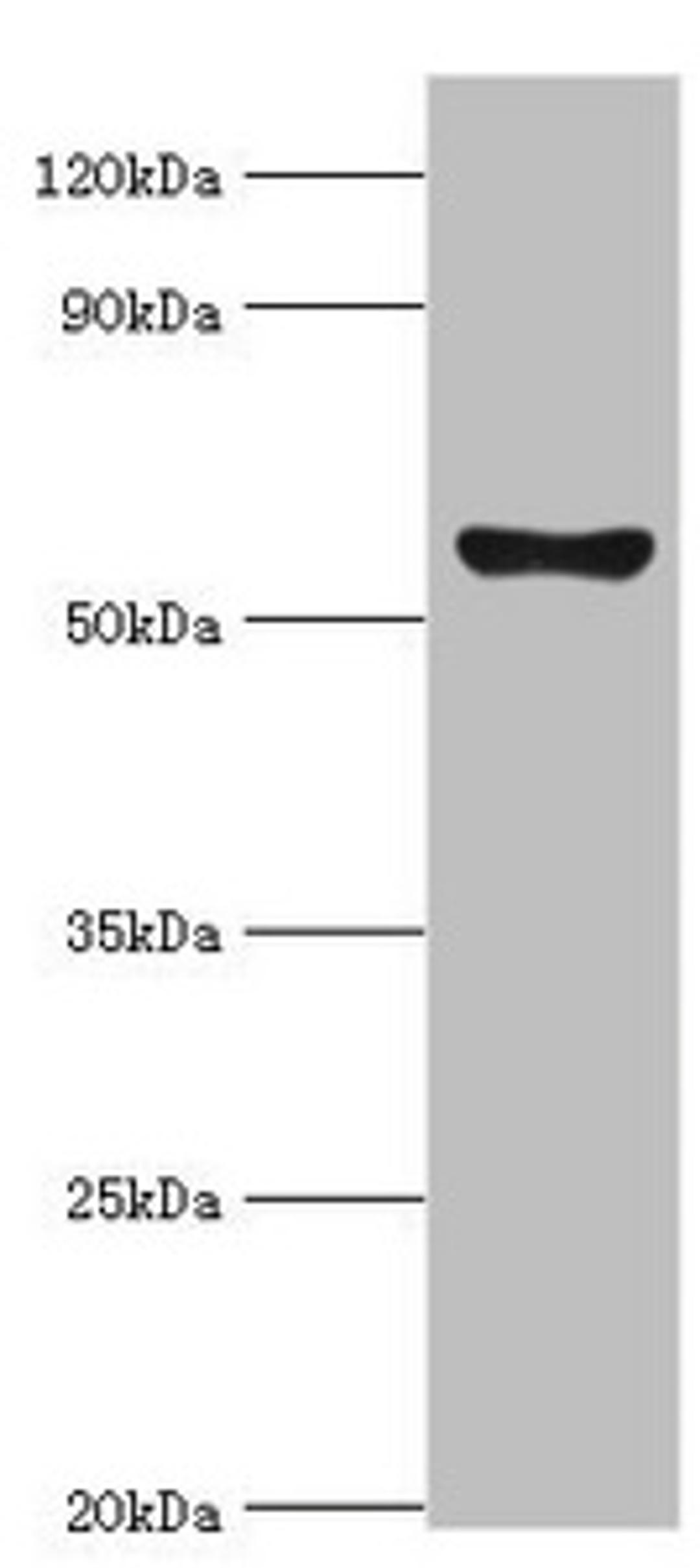 Western blot. All lanes: Cytochrome P450 2F1 antibody at 8ug/ml + A549 whole cell lysate. Secondary. Goat polyclonal to rabbit IgG at 1/10000 dilution. Predicted band size: 56, 37 kDa. Observed band size: 56 kDa.