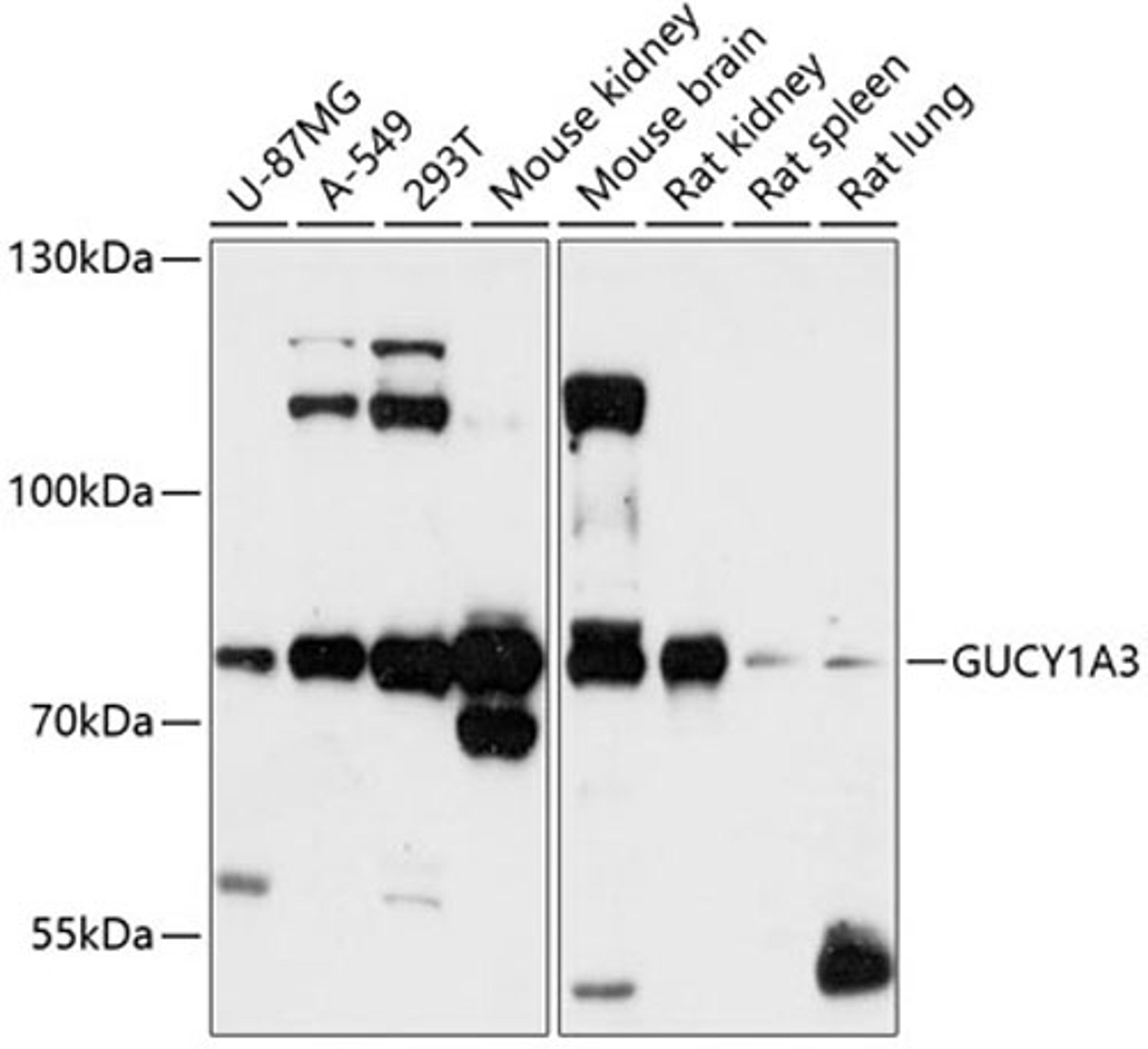 Western blot - GUCY1A3 antibody (A12710)