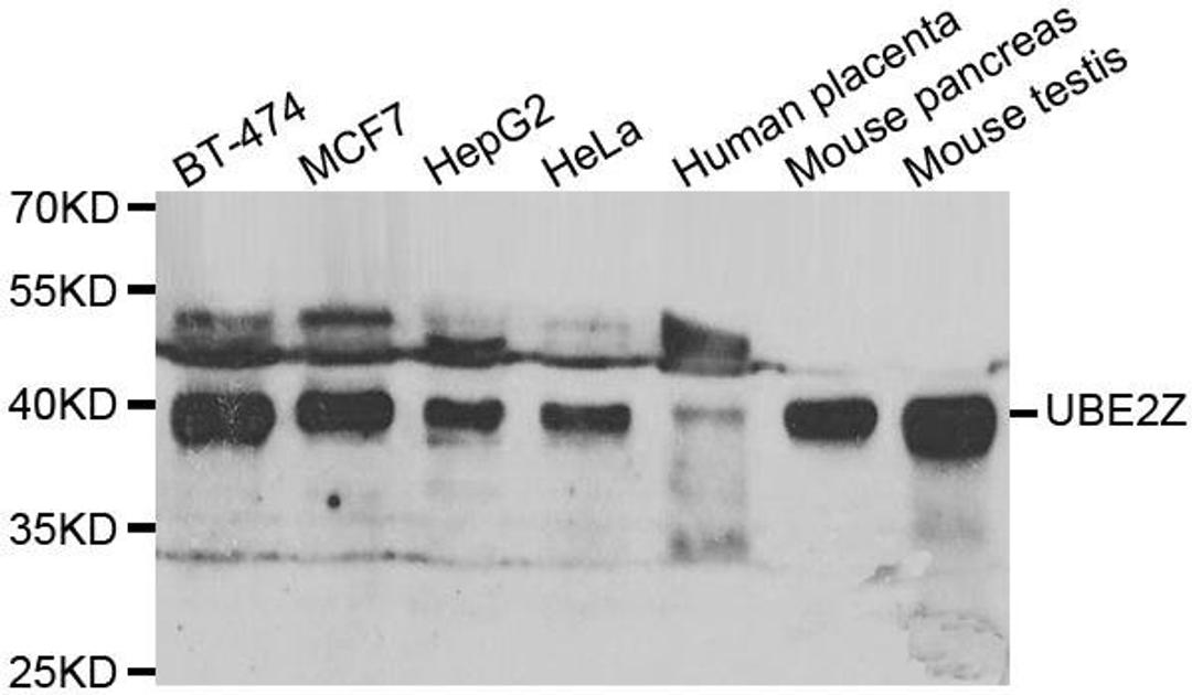 Western blot analysis of extracts of various cell lines using UBE2Z antibody