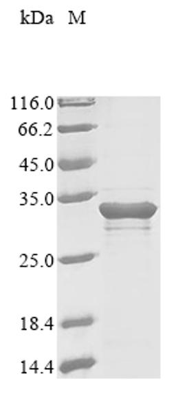 (Tris-Glycine gel) Discontinuous SDS-PAGE (reduced) with 5% enrichment gel and 15% separation gel.
