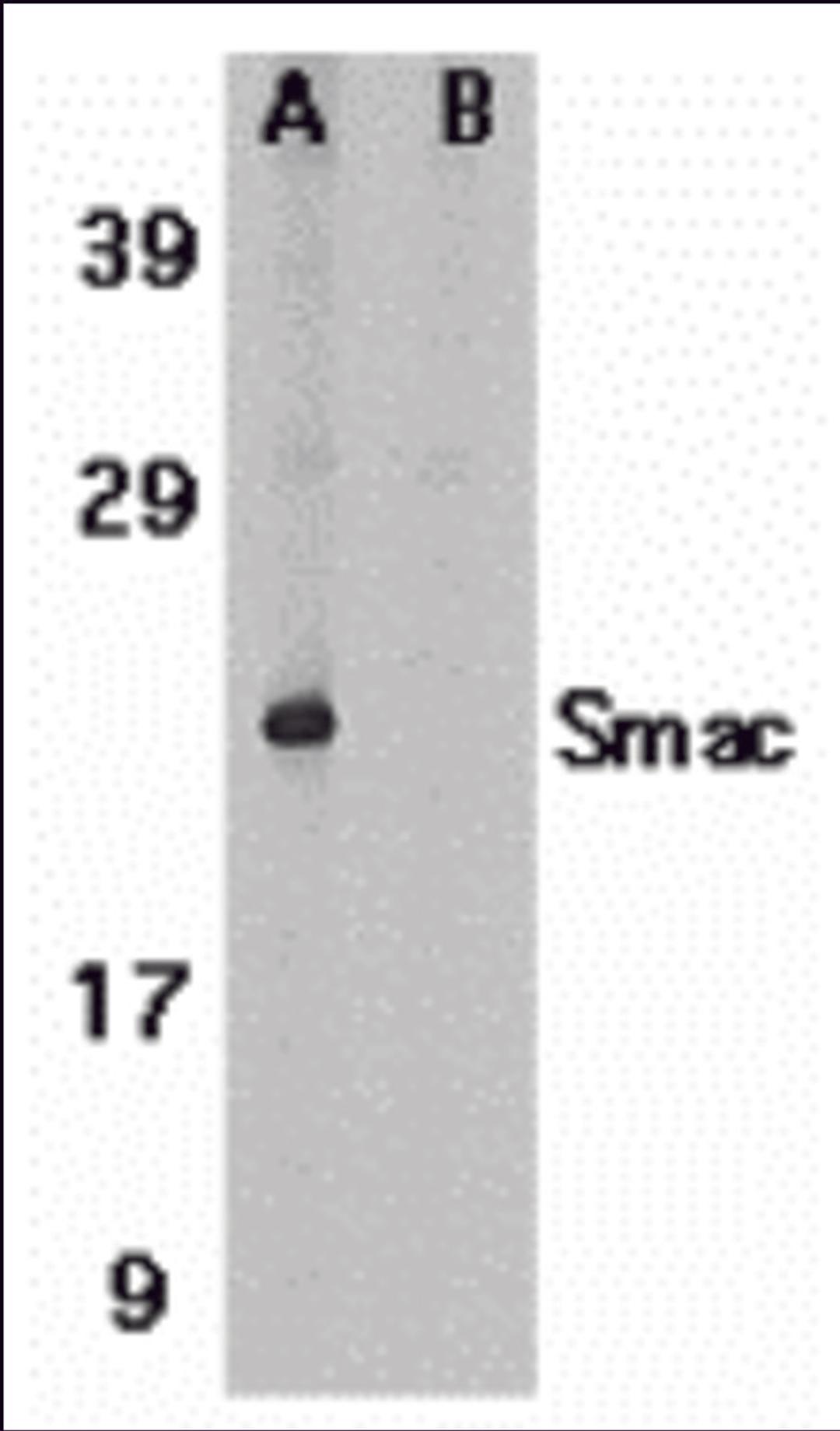 Western blot analysis of Smac in human heart tissue lysate in the absence (A) or presence (B) of blocking peptide (2409P) with Smac antibody at 1 &#956;g/mL.