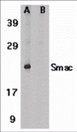 Western blot analysis of Smac in human heart tissue lysate in the absence (A) or presence (B) of blocking peptide (2409P) with Smac antibody at 1 &#956;g/mL.