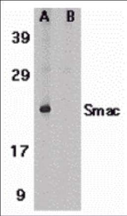 Western blot analysis of Smac in human heart tissue lysate in the absence (A) or presence (B) of blocking peptide (2409P) with Smac antibody at 1 μg/mL.