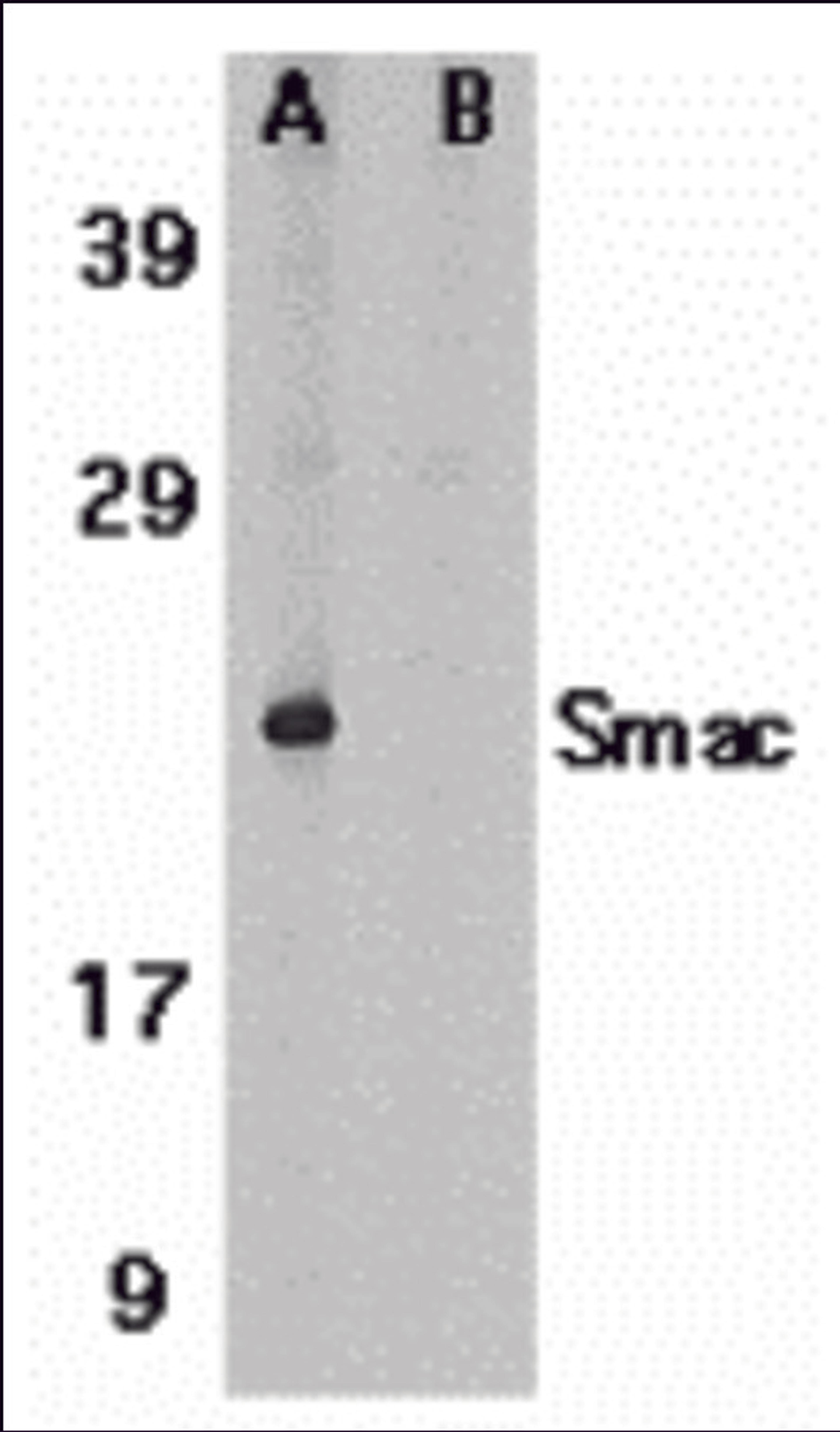 Western blot analysis of Smac in human heart tissue lysate in the absence (A) or presence (B) of blocking peptide (2409P) with Smac antibody at 1 μg/mL.