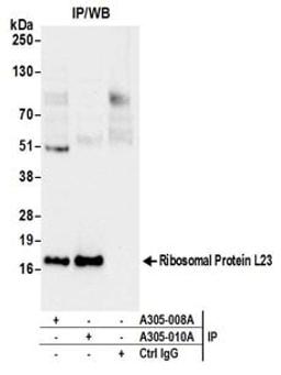 Detection of human Ribosomal Protein L23 by western blot of immunoprecipitates.