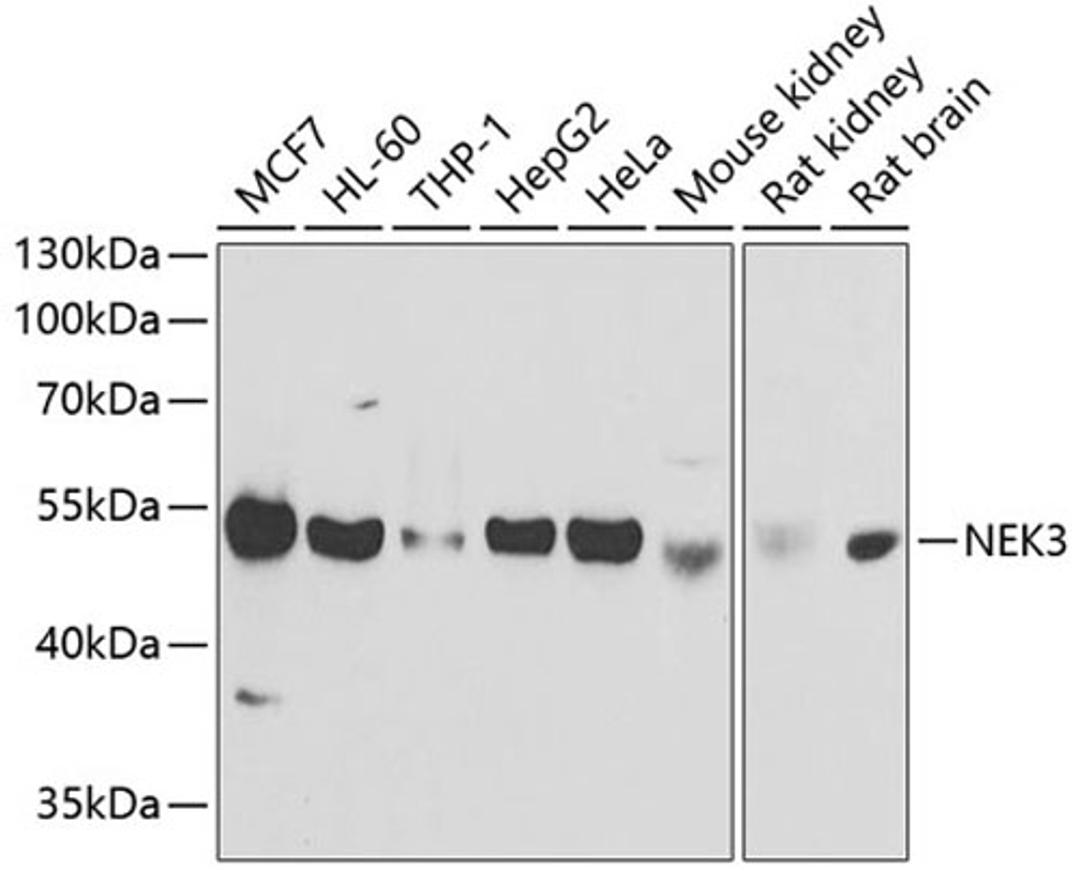 Western blot - NEK3 antibody (A6665)