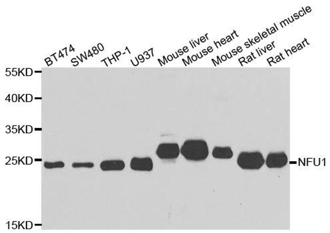 Western blot analysis of extracts of various cell lines using NFU1 antibody