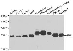 Western blot analysis of extracts of various cell lines using NFU1 antibody