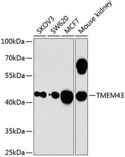 Western blot - TMEM43 antibody (A8509)