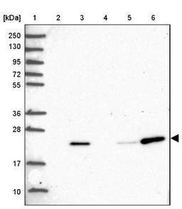 Western Blot: POLR2G Antibody [NBP2-47329] - Lane 1: Marker [kDa] 250, 130, 95, 72, 55, 36, 28, 17, 10.  Lane 2: Human cell line RT-4.  Lane 3: Human cell line U-251MG.  Lane 4: Human plasma (IgG/HSA depleted).  Lane 5: Human liver tissue.  Lane 6: Human tonsil tissue.