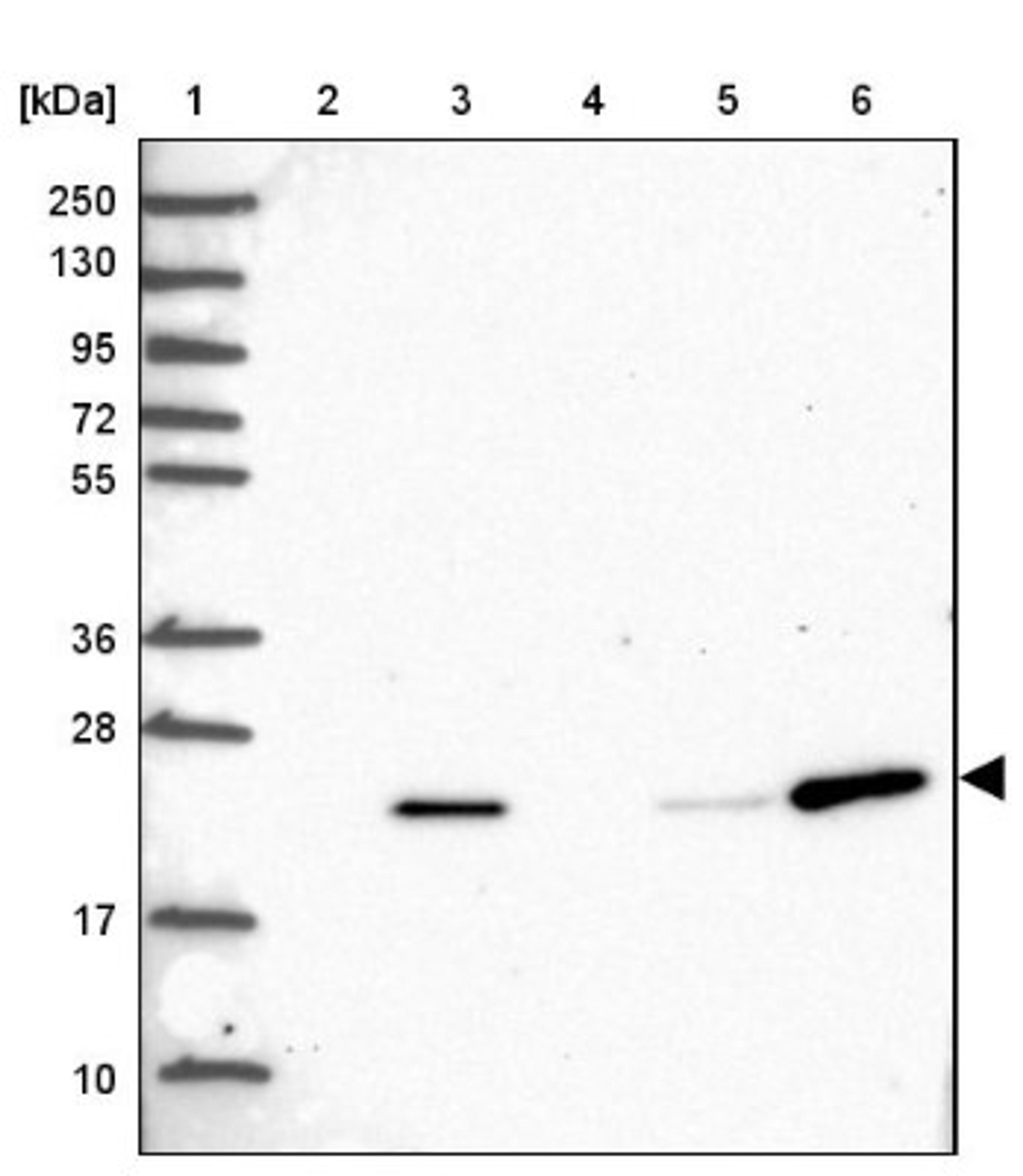 Western Blot: POLR2G Antibody [NBP2-47329] - Lane 1: Marker [kDa] 250, 130, 95, 72, 55, 36, 28, 17, 10.  Lane 2: Human cell line RT-4.  Lane 3: Human cell line U-251MG.  Lane 4: Human plasma (IgG/HSA depleted).  Lane 5: Human liver tissue.  Lane 6: Human tonsil tissue.