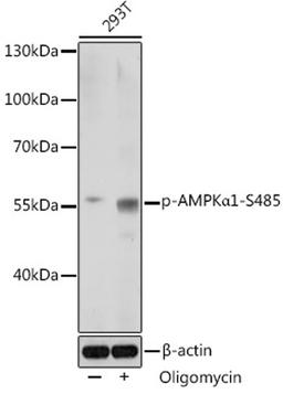 Western blot - Phospho-AMPKa1-S485 antibody (AP0871)