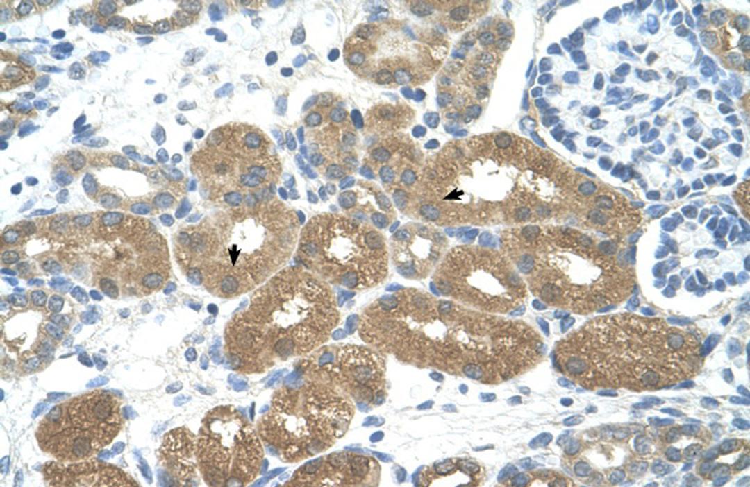 Antibody used in IHC on Human kidney at 4.0-8.0 ug/ml.