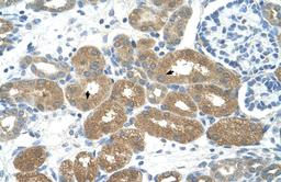 Antibody used in IHC on Human kidney at 4.0-8.0 ug/ml.