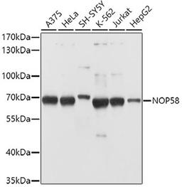 Western blot - NOP58 antibody (A4749)