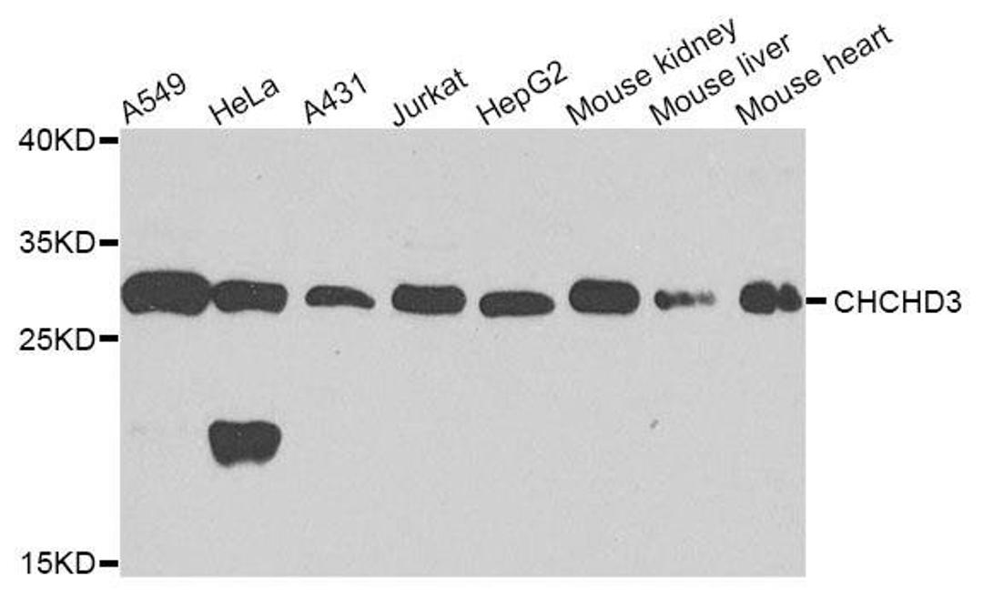 Western blot analysis of extracts of various cell lines using CHCHD3 antibody