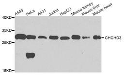 Western blot analysis of extracts of various cell lines using CHCHD3 antibody