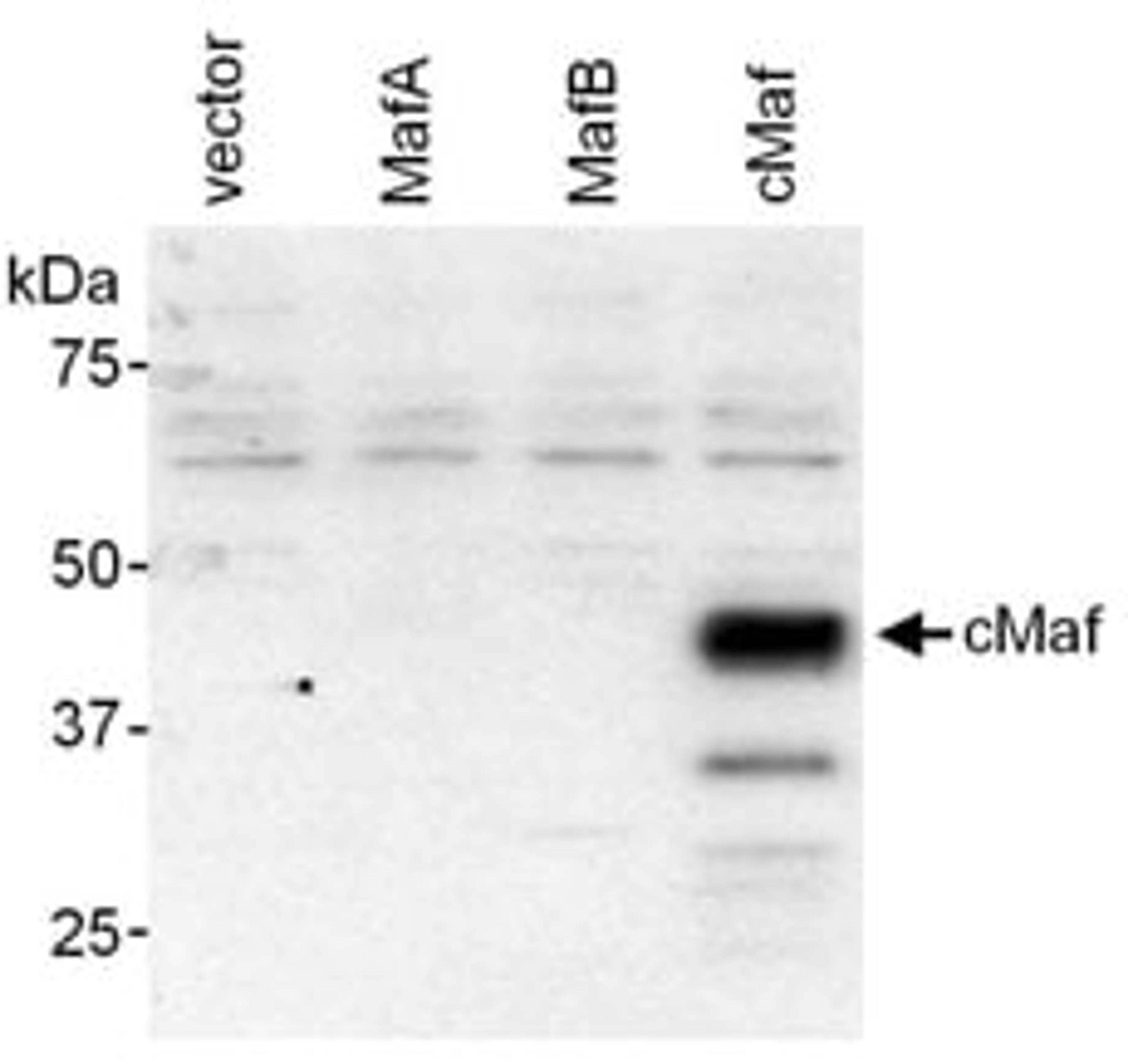 Detection of mouse cMaf by western blot.