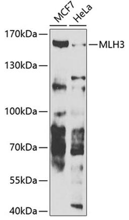 Western blot - MLH3 antibody (A7796)
