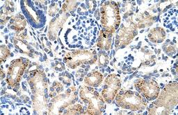 Antibody used in IHC on Human Kidney at 4.0-8.0 ug/ml.