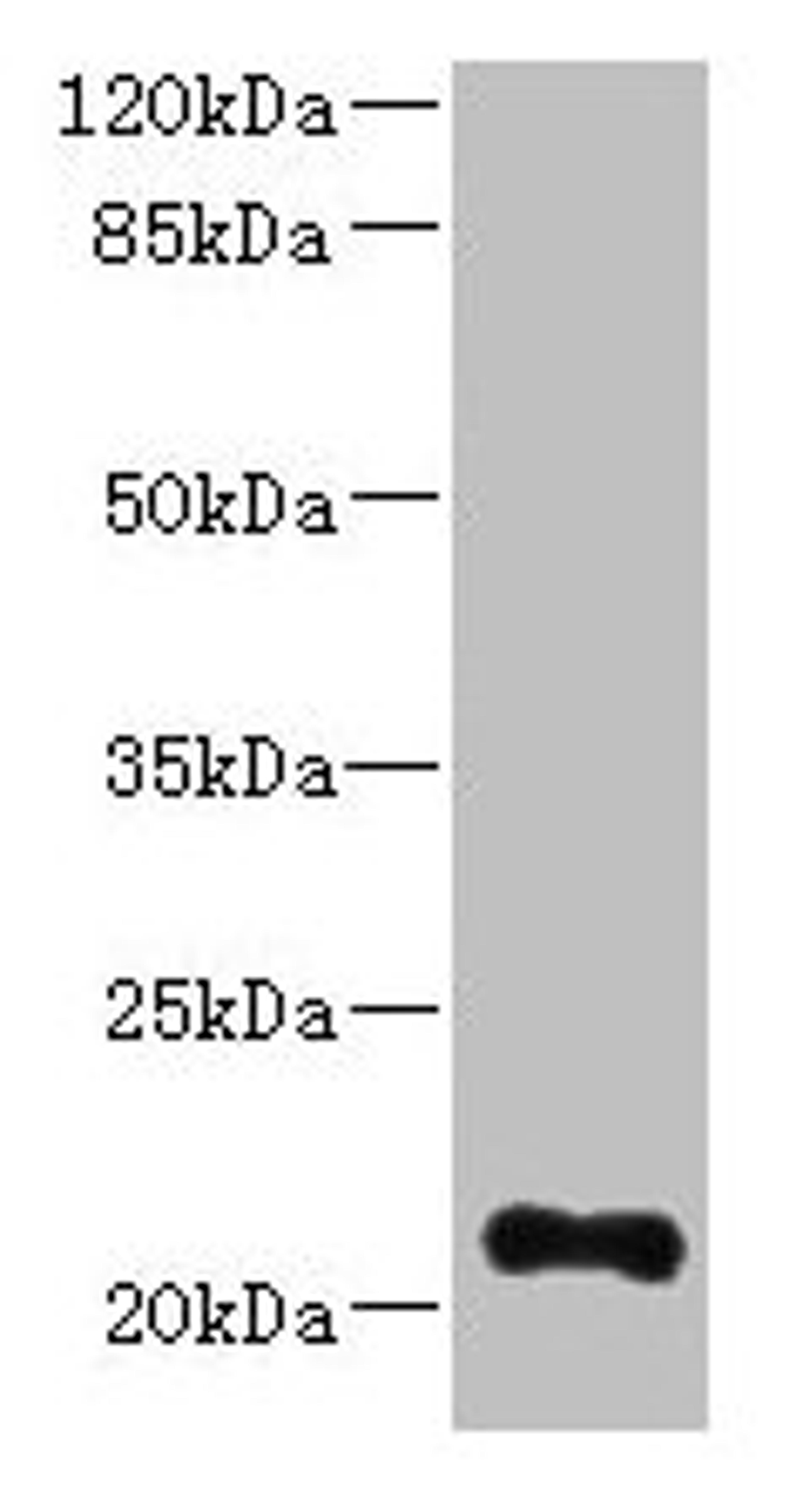 Western blot. All lanes: TTC9C antibody at 12µg/ml + THP-1 whole cell lysate. Secondary. Goat polyclonal to rabbit IgG at 1/10000 dilution. Predicted band size: 21, 25 kDa. Observed band size: 21 kDa